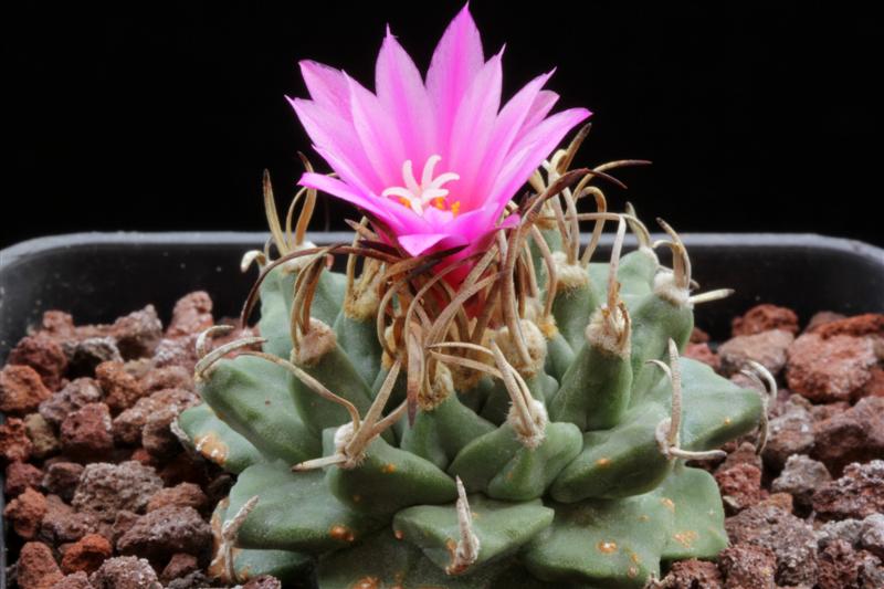 Turbinicarpus alonsoi 