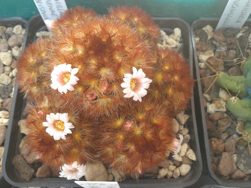 Mammillaria carmenae cv. rubra 