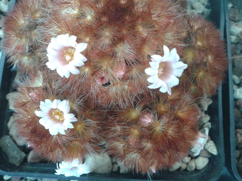 Mammillaria carmenae cv. rubra 