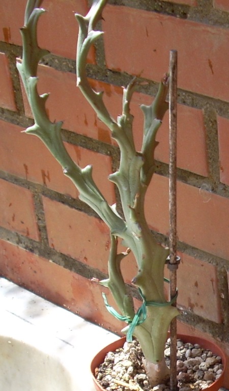Euphorbia hamata 