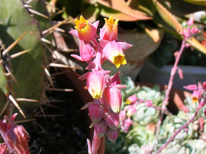 Echeveria elegans 