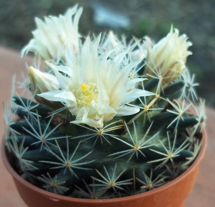 Mammillaria picta 