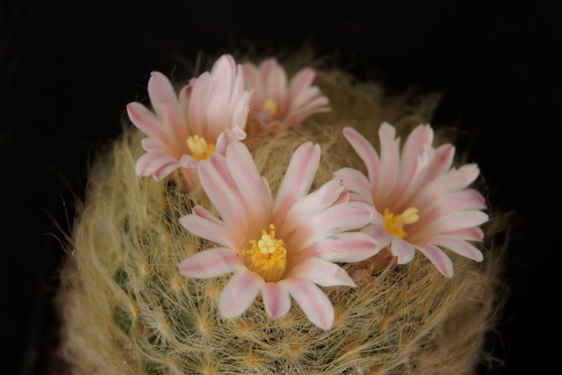 Mammillaria aureilanata 