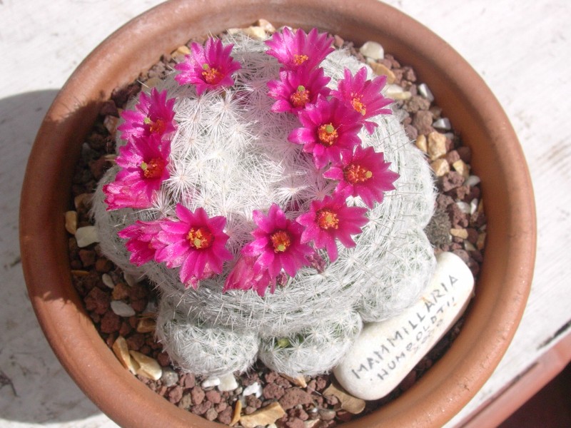 Mammillaria humboldtii 