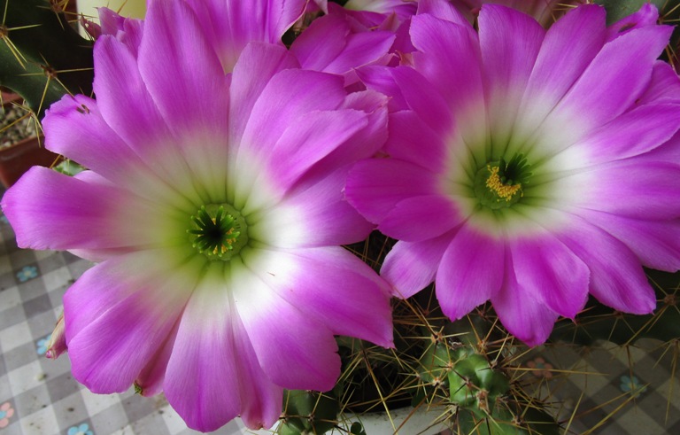 Echinocereus pentalophus 