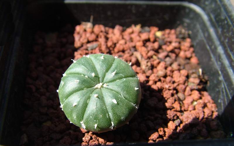 Astrophytum asterias 