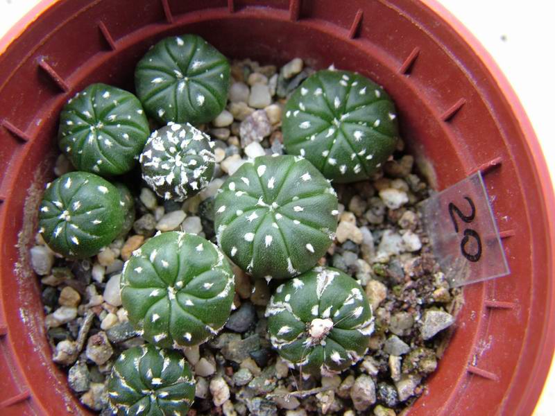 Astrophytum asterias 