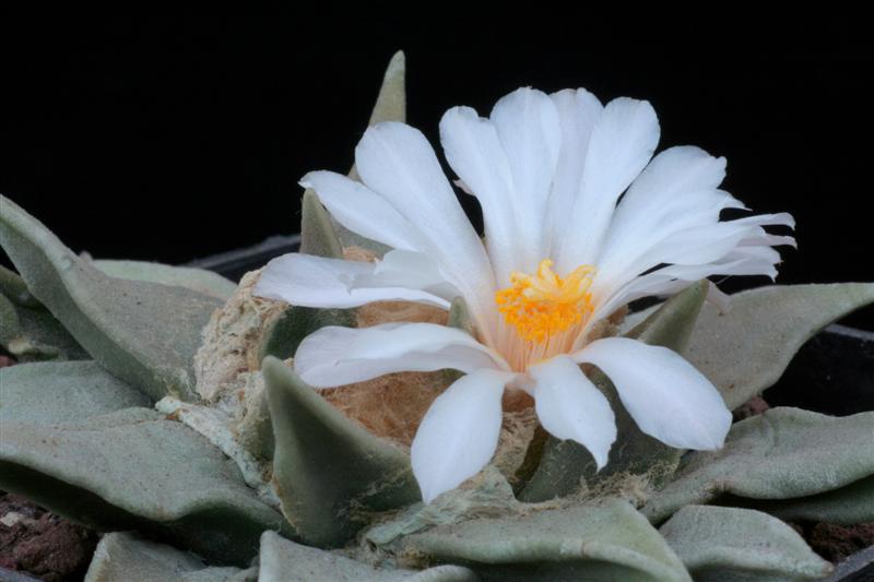 Ariocarpus retusus 