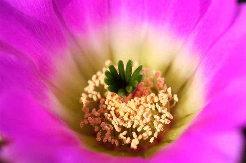 Echinocereus pentalophus 