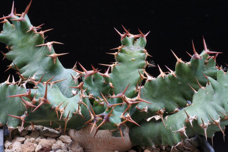 euphorbia umfoloziensis