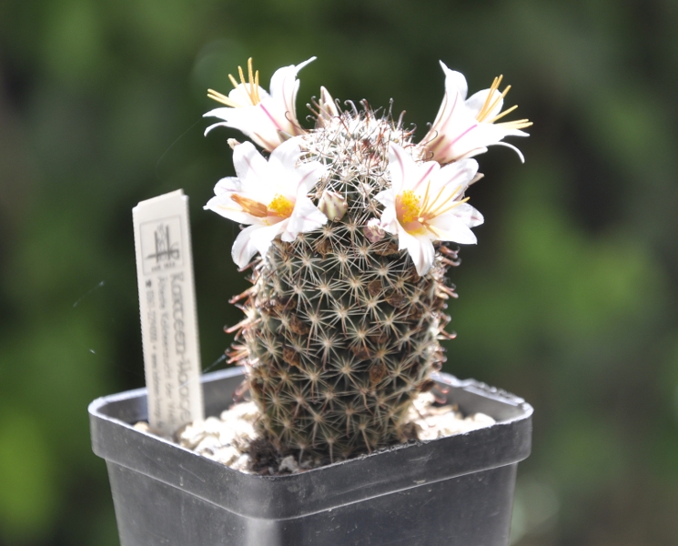 Mammillaria hutchisoniana ssp. louisae 