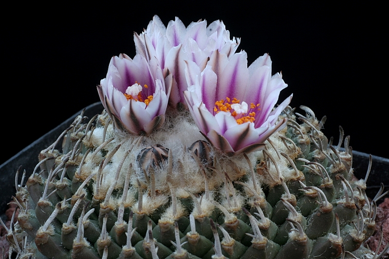 Turbinicarpus schmiedickeanus ssp. andersonii 