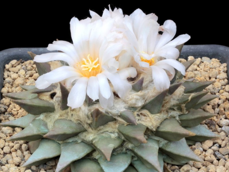 Ariocarpus retusus 
