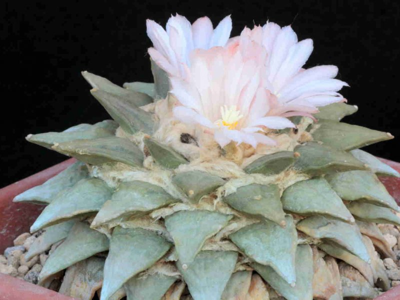 Ariocarpus retusus 