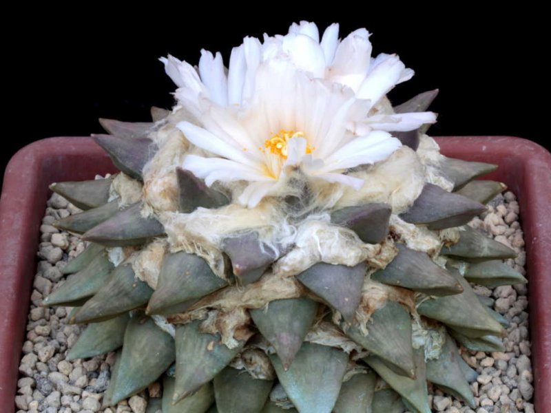 Ariocarpus retusus 