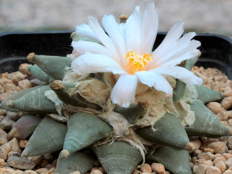 Ariocarpus retusus 