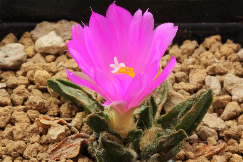 Ariocarpus scaphirostris 