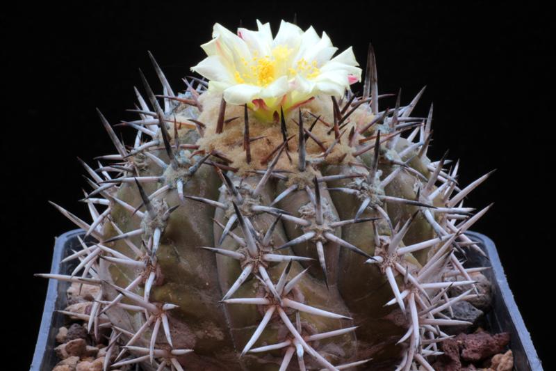 Copiapoa echinoides 