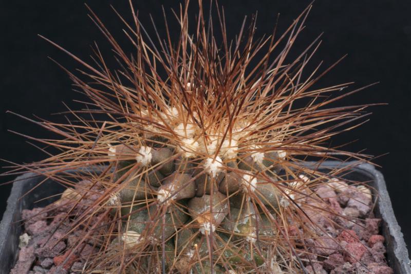 Copiapoa krainziana v. brunispina 