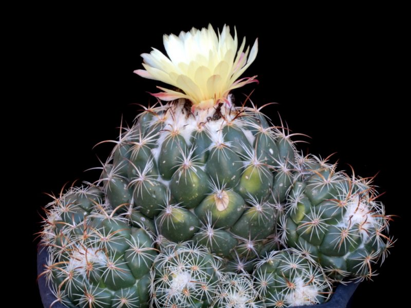 Coryphantha calipensis 