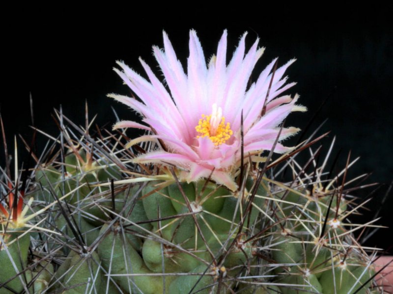 Coryphantha macromeris ssp. runyonii DJF 1035.45/17