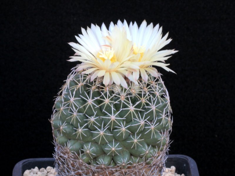 Coryphantha maiz-tablasensis 