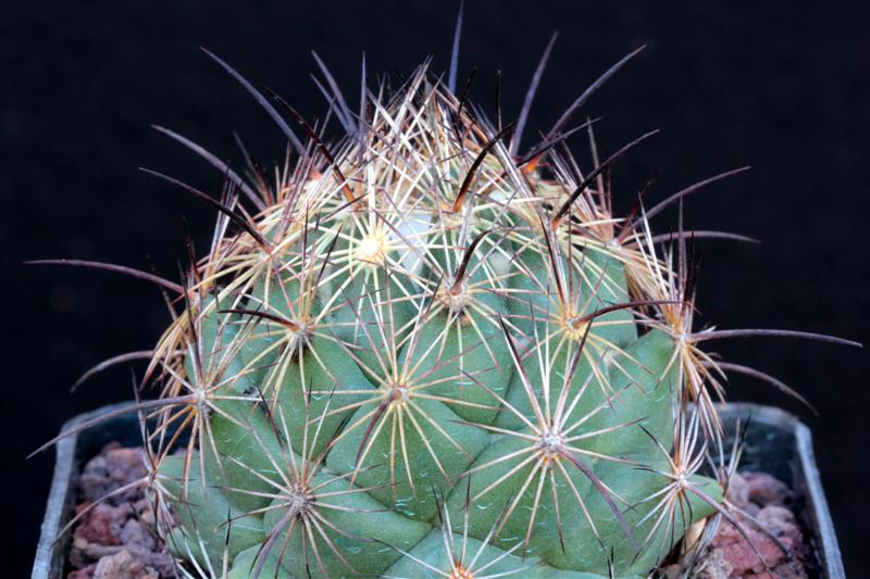 Coryphantha nickelsiae SB 552