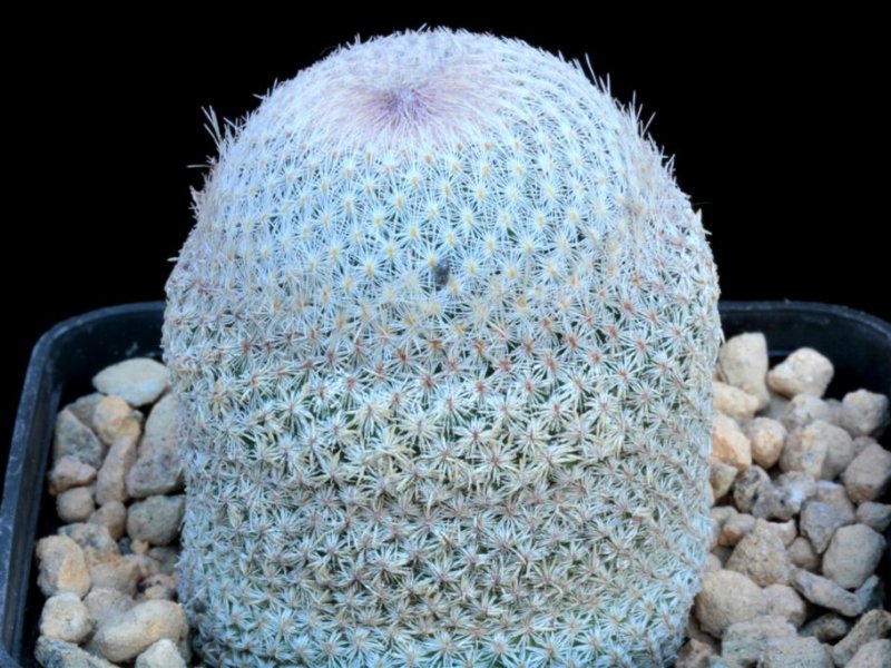 Epithelantha bokei 