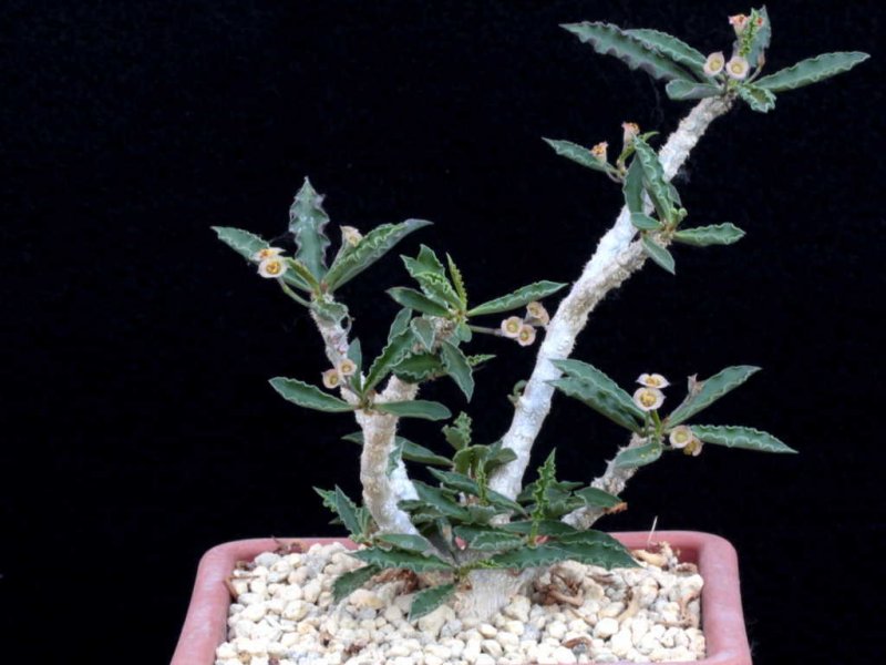 Euphorbia cap-saintemariensis 