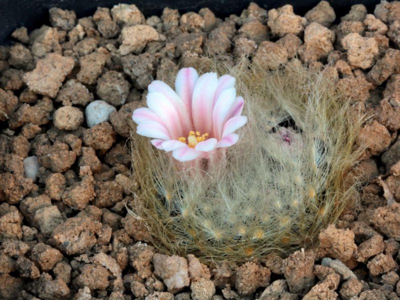 Mammillaria aureilanata 