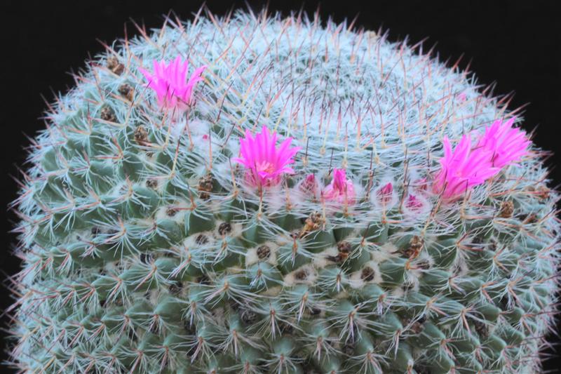 Mammillaria brauneana 