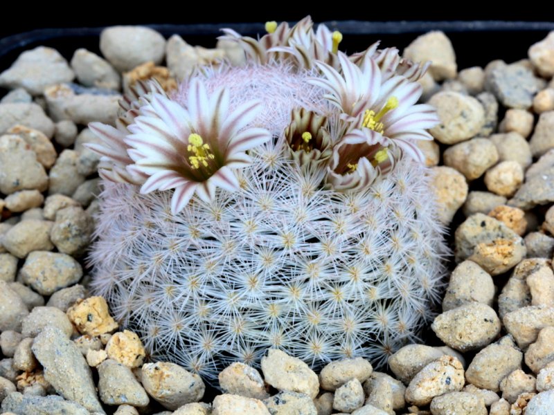 mammillaria lasiacantha