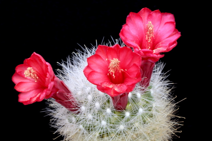 Mammillaria senilis 