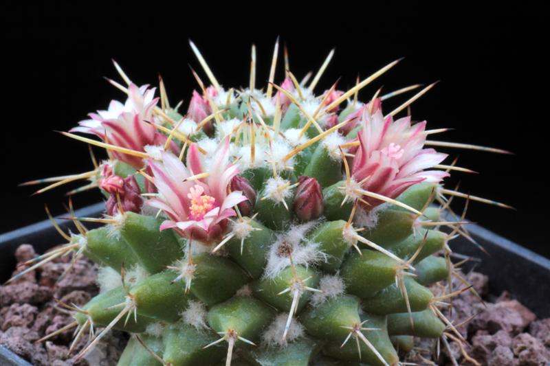 Mammillaria vallensis REP 1117