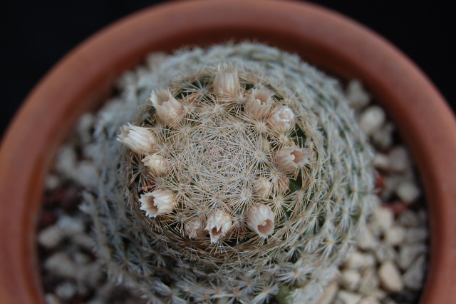 Mammillaria neobertrandiana 