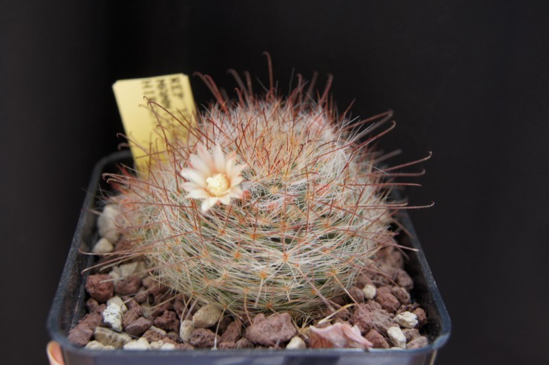 Mammillaria hirsuta 