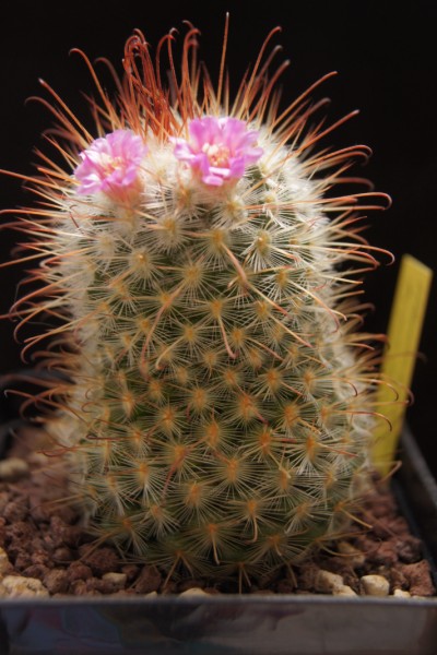 Mammillaria bombycina 