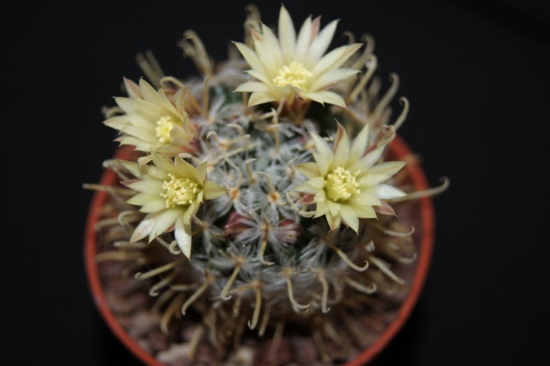 Mammillaria nana ssp. duwei 