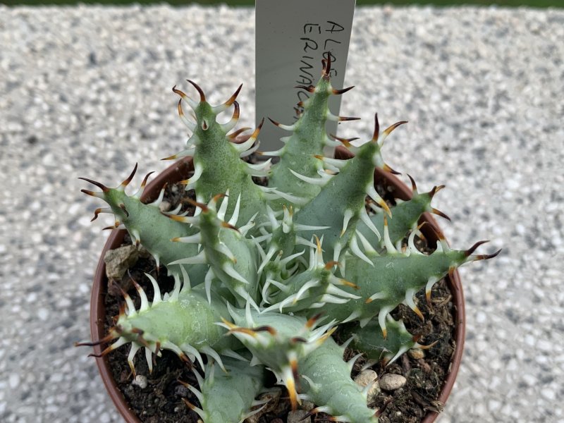 Aloe erinacea 