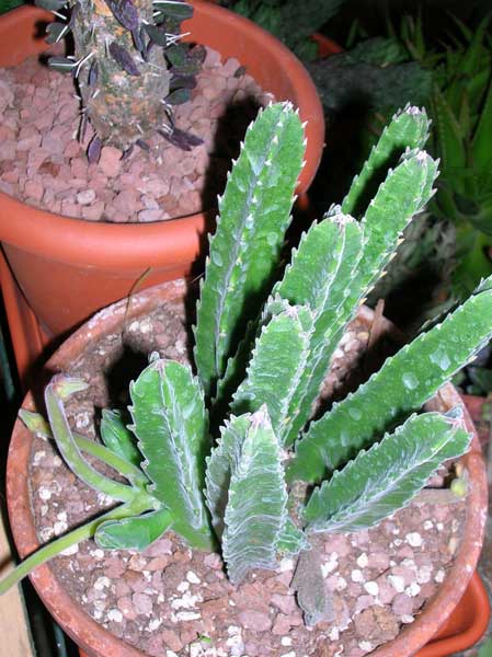 Stapelia hirsuta 