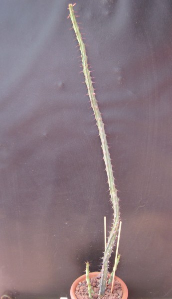 Euphorbia eyassiana 