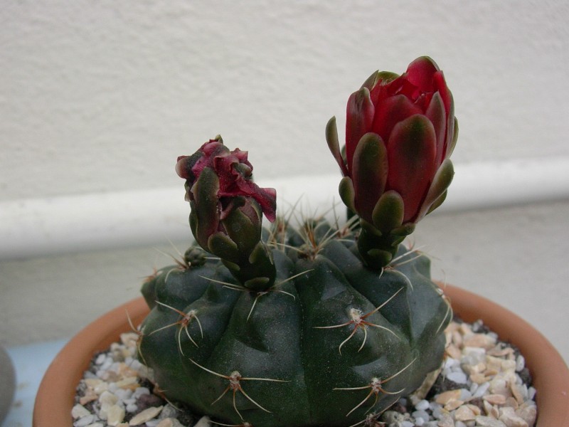 Gymnocalycium baldianum 