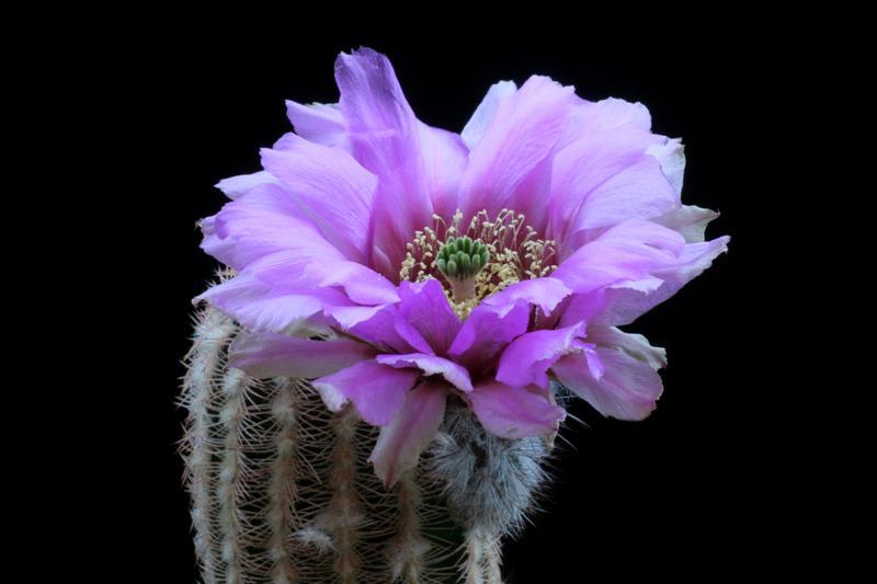 Echinocereus  reichenbachii 