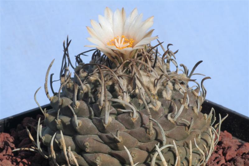 Turbinicarpus schmiedickeanus ssp. klinkerianus 