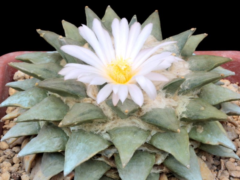 Ariocarpus retusus 