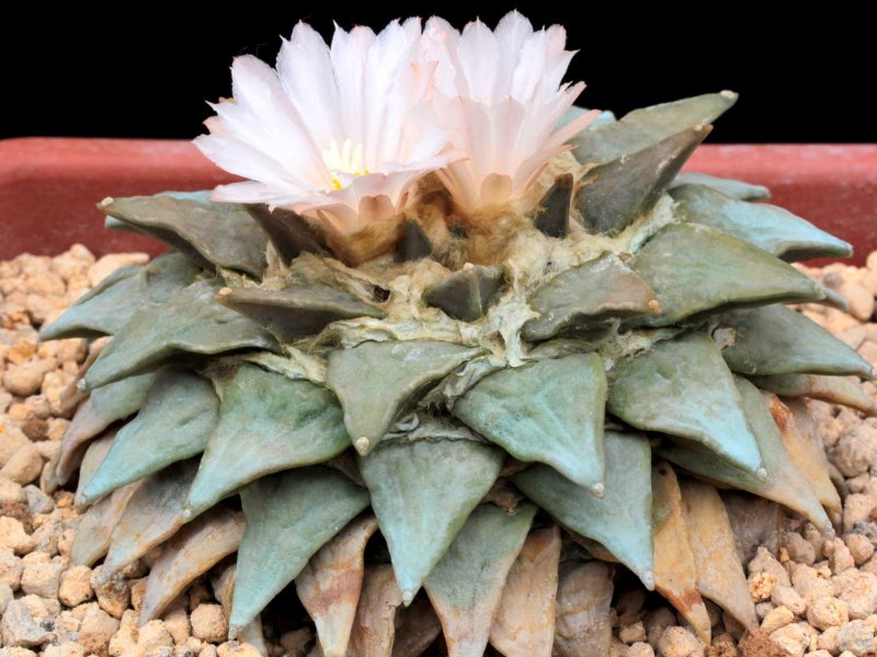 Ariocarpus retusus 