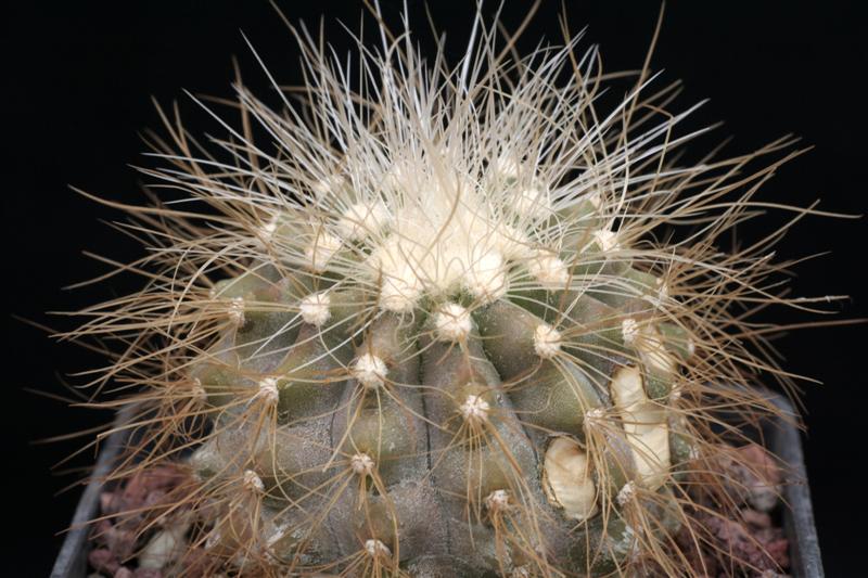 Copiapoa krainziana v. scopulina 