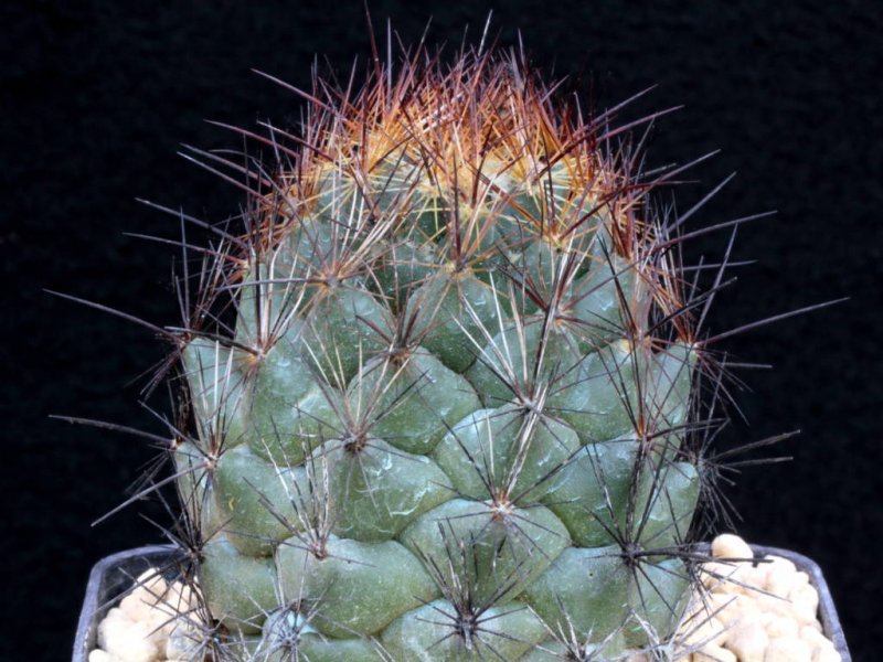 Coryphantha delaetiana SB 711