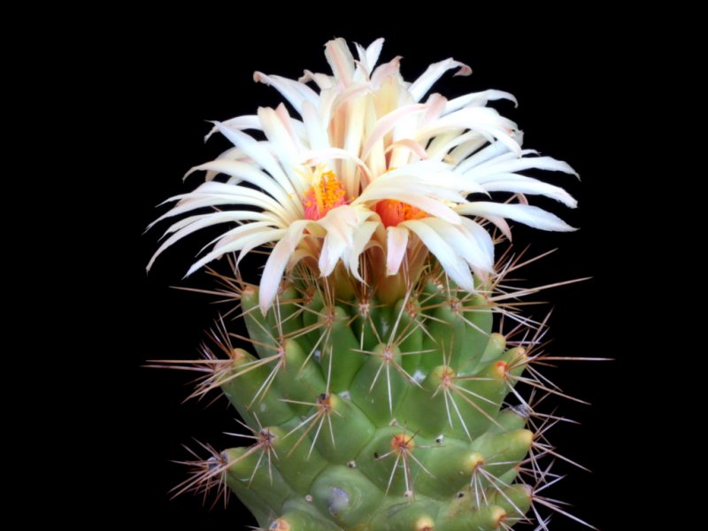 Coryphantha octacantha ex clava P 498