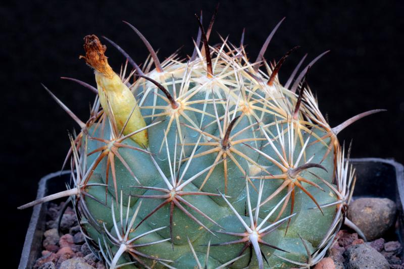 Coryphantha pallida ssp. calipensis 